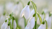 Snowdrop (Snowdrop Flower) seeds for planting in home garden