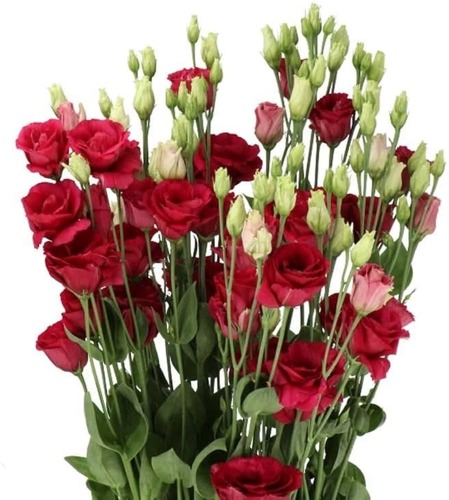 White & Red Eustoma (Lisianthus) Flower Seeds for Planting Heirloom NONGMO Garden Seeds Pollinator Friendly 
 
 Sale