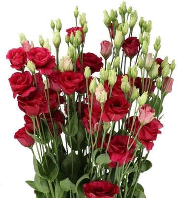 White & Red Eustoma (Lisianthus) Flower Seeds for Planting Heirloom NONGMO Garden Seeds Pollinator Friendly 
 
 Sale