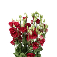 Lisianthus Red Flower seeds for Planting - Wildflower Mix, Heirloom & GMO Free Seeds for Home Garden