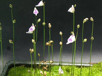 Utricularia Arenaria Flower seeds for Planting - Cottage Garden Essential, Heirloom & GMO Free Seeds for Home Garden