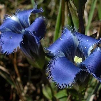 Blue Gentian Fringed Flower seeds for Planting - Fragrant Blossoms, Heirloom & GMO Free Seeds for Home Garden
Sale seeds for planting in home garden