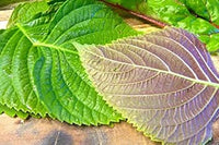 Mixed Perilla Flower seeds for Planting - Hardy Variety, Heirloom & GMO Free Seeds for Home Garden
 
 Sale seeds for planting in home garden