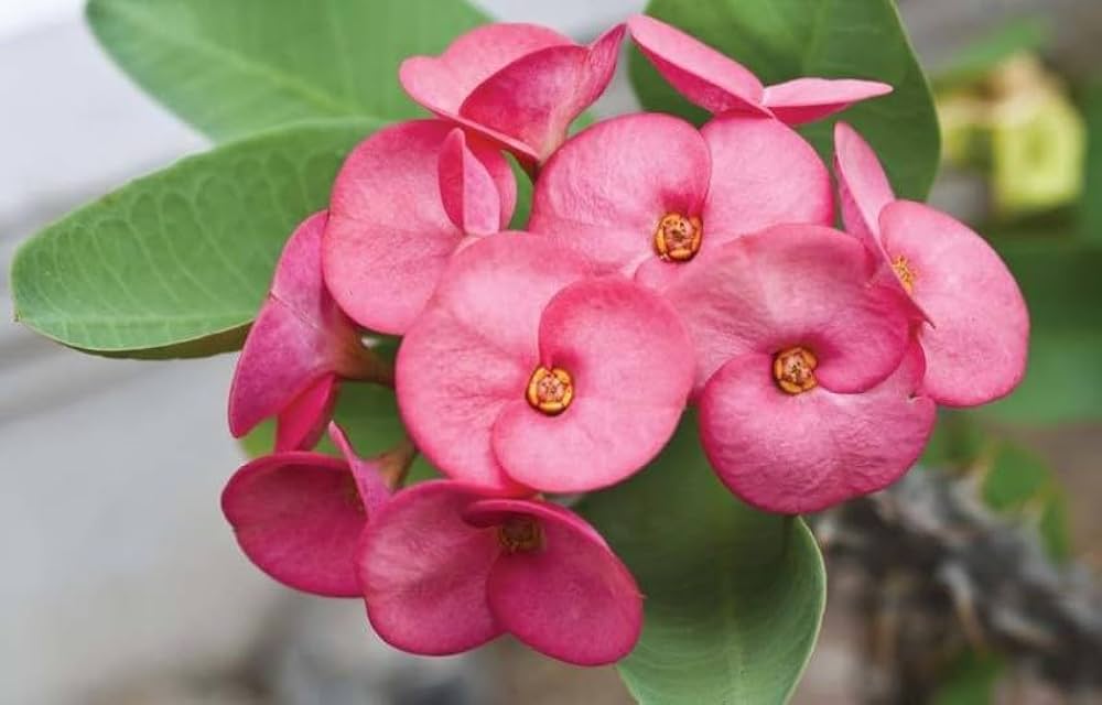Pink Green Euphorbia Milii Flower seeds for Planting - Seasonal Bloomer, Heirloom & GMO Free Seeds for Home Garden