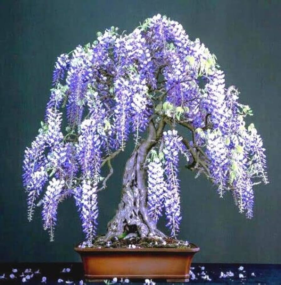 Chinese Blue Wisteria Bonsai Seed Pack – Elegant Purple Flowers