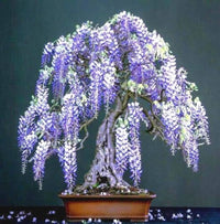Chinese Blue Wisteria Bonsai Seed Pack – Elegant Purple Flowers