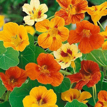 Mix Nasturtium Flower seeds for Planting - Pollinator Friendly, Heirloom & GMO Free Seeds for Home Garden