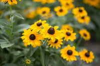 Yellow Rudbeckia Triloba Flower seeds for Planting Hardy Variety Heirloom & GMO Free Seeds for Home Garden 
 
 Sale