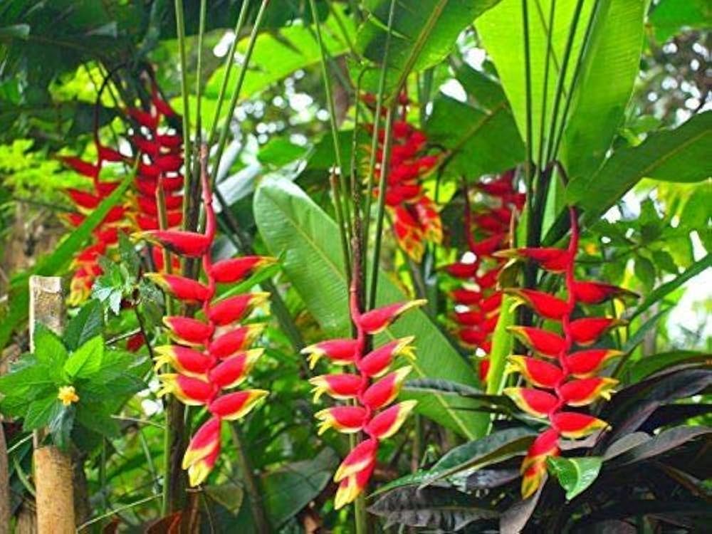 Heliconia Flower seeds for Planting Hardy Variety Heirloom & GMO Free Seeds for Home Garden
 
 Sale