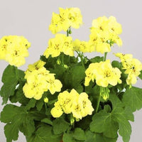 Green Univalve Geranium Flower Seeds for Planting Sun Loving Heirloom & GMO Free Seeds for Home Garden
 
 Sale