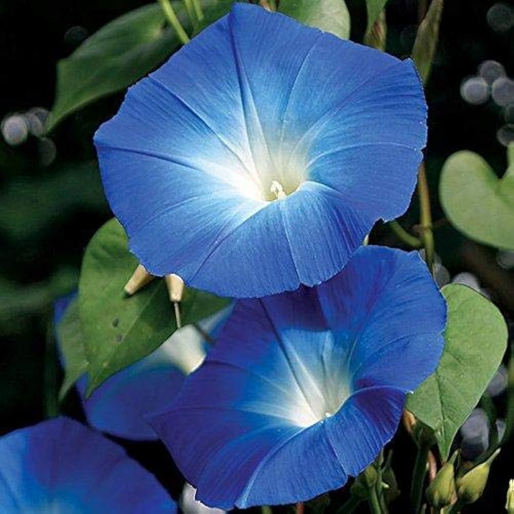 Morning Glory Flower Seeds for Vibrant Garden Blooms