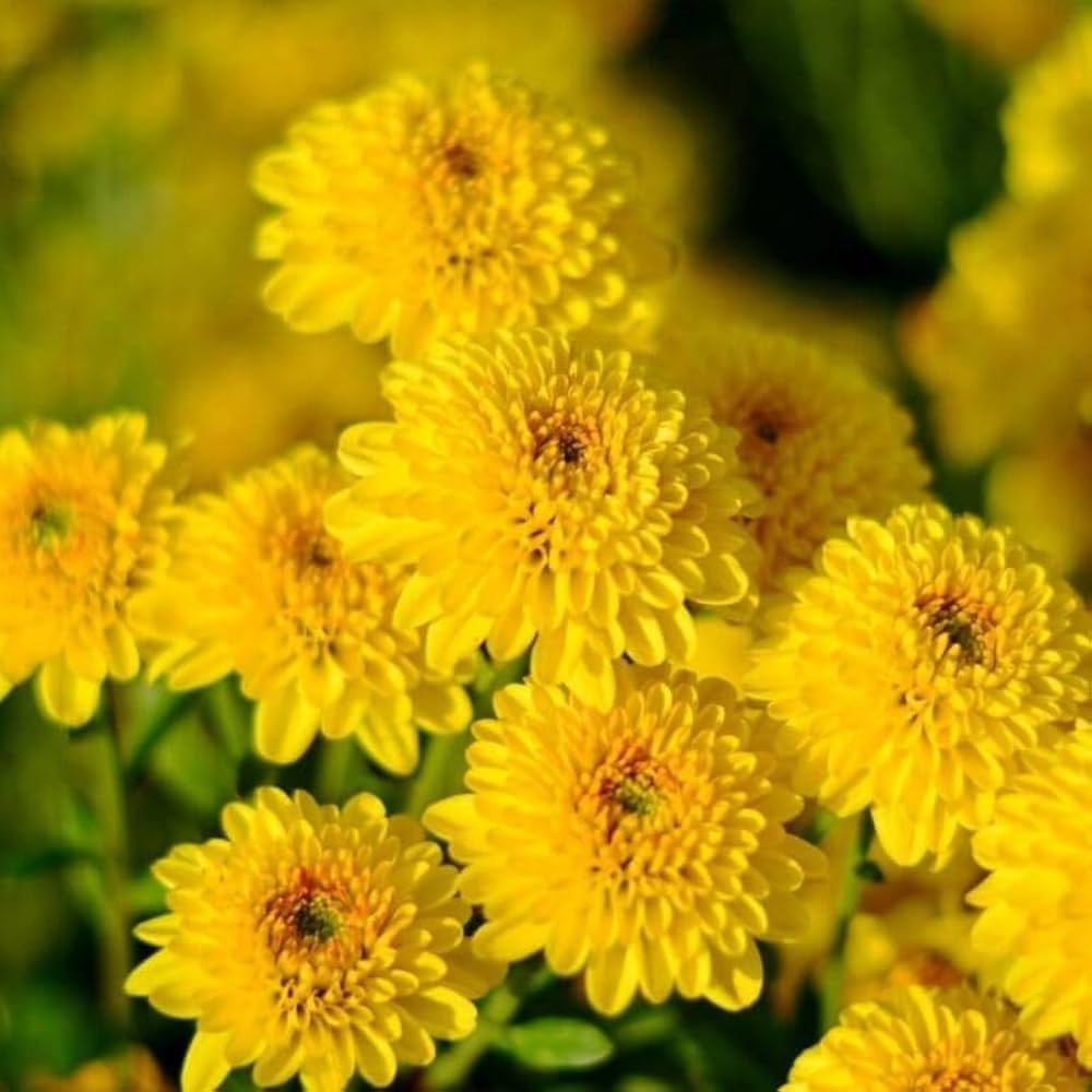 Yellow Chrysanthemum Flower seeds for Planting Sun Loving Heirloom & GMO Free Seeds for Home Garden 
 
 Sale