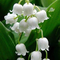Heirloom Bell Orchid Flower seeds for Planting Fragrant Blossoms Heirloom & GMO Free Seeds for Home Garden
