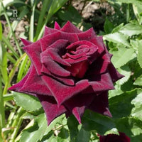 Red Baccara Flower seeds for Planting - Seasonal Bloomer, Heirloom & GMO Free Seeds for Home Garden