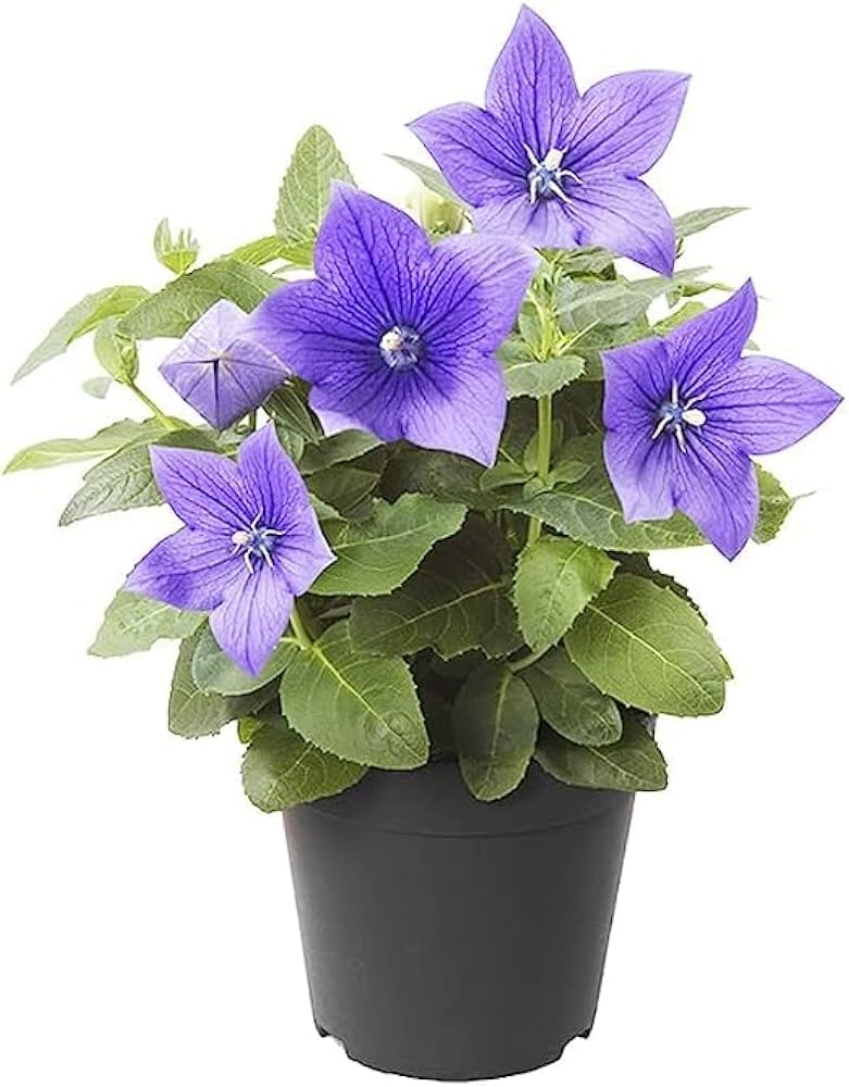 Blue Platycodon Double Balloon Seeds for Unique Puffy Flowers