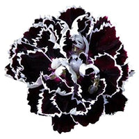 Black White Carnation Flower seeds for Planting Pollinator Friendly Heirloom & GMO Free Seeds for Home Garden