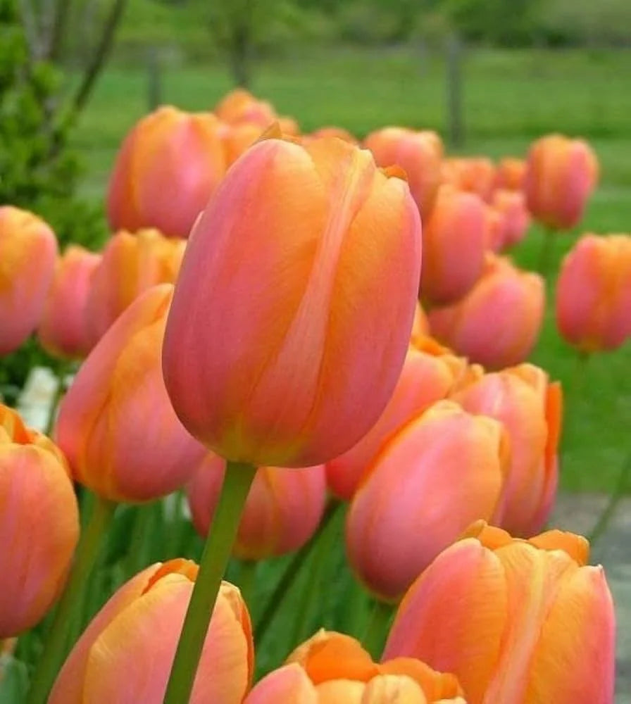 Brown Tulip Flower seeds for Planting Low Maintenance Heirloom & GMO Free Seeds for Home Garden