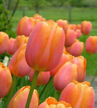 Brown Tulip Flower seeds for Planting Low Maintenance Heirloom & GMO Free Seeds for Home Garden