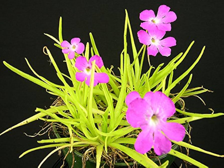 Pinguicula Moctezumae Flower seeds for Planting Shade Tolerant Heirloom & GMO Free Seeds for Home Garden
 
 Sale