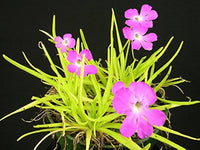 Pinguicula Moctezumae Flower seeds for Planting Shade Tolerant Heirloom & GMO Free Seeds for Home Garden
 
 Sale