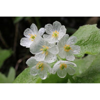 Skeleton Flower seeds for Planting Seasonal Bloomer Heirloom & GMO Free Seeds for Home Garden
