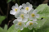 Transparent Skeleton Flower seeds for Planting - Easy to Grow, Heirloom & GMO Free Seeds for Home Garden
