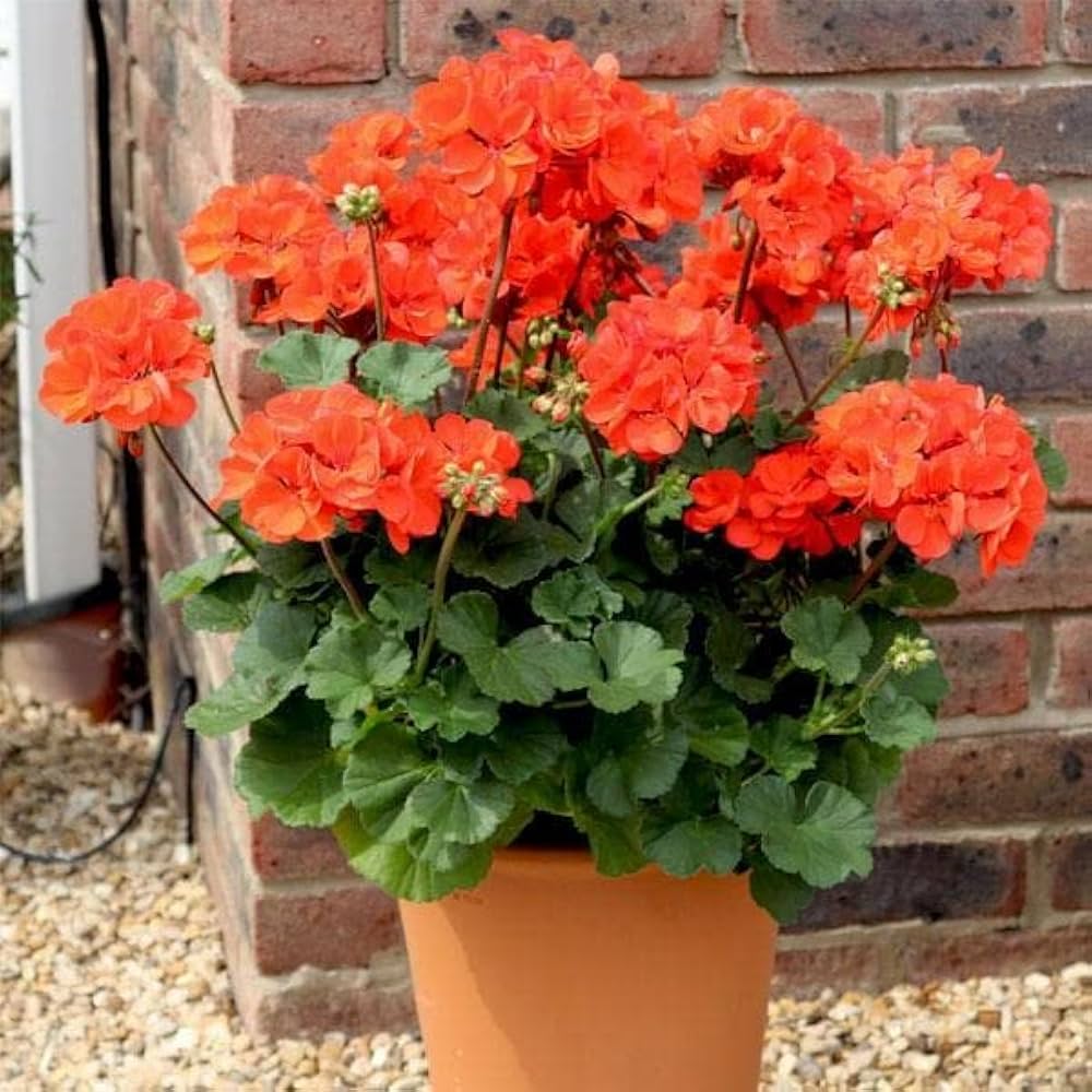 Pelargonium Orange Flower seeds for Planting Pollinator Friendly Heirloom & GMO Free Seeds for Home Garden
 
 Sale