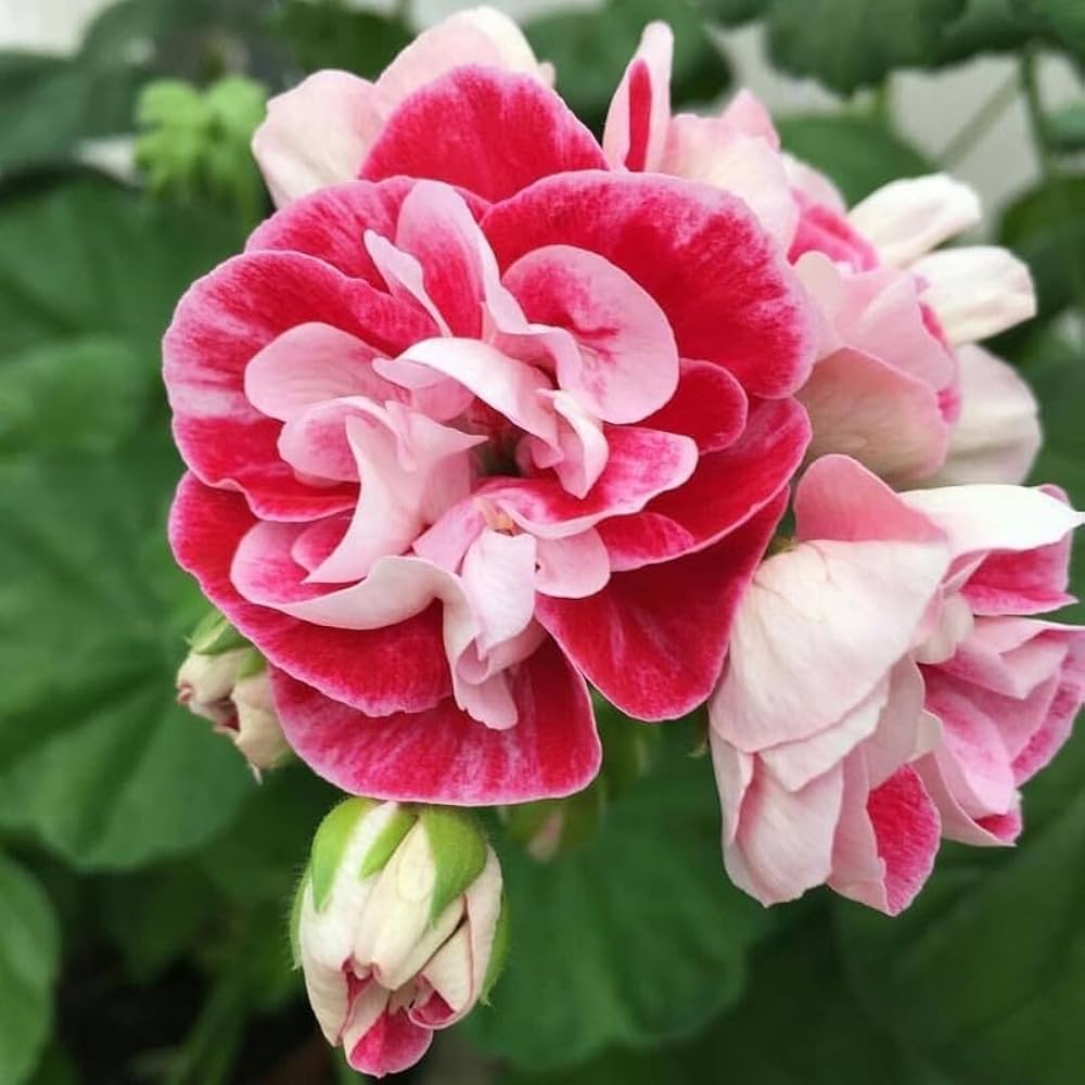 White Maroon Red Geranium Flower Seeds for Planting Perfect for Borders Heirloom & GMO Free Seeds for Home Garden
 
 Sale