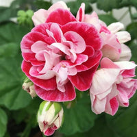 White Maroon Red Geranium Flower Seeds for Planting Perfect for Borders Heirloom & GMO Free Seeds for Home Garden
 
 Sale