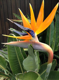 Yellow Strelitzia Reginae Flower seeds for Planting Pollinator Friendly Heirloom & GMO Free Seeds for Home Garden