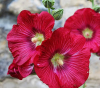 Dark Red Althaea Rosea Flower Seeds for Planting – Heirloom NonGMO Seeds for Your Garden Hardy Variety 
 
 Sale