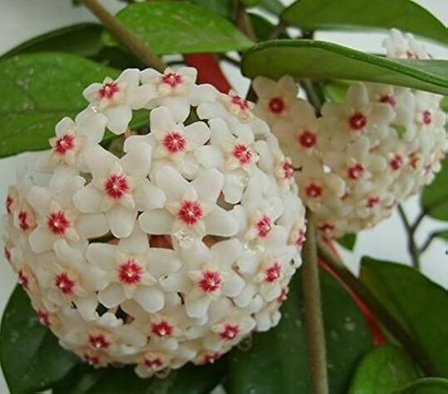 Aleurites Flower seeds for Planting - Long Bloom Season, Heirloom & GMO Free Seeds for Home Garden