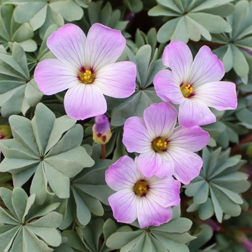 Oxalis Laciniata Flower Seeds for Unique Leaf and Petal Design