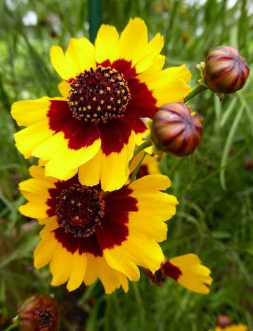 Yellow Coreopsis Flower seeds for Planting - Wildflower Mix, Heirloom & GMO Free Seeds for Home Garden