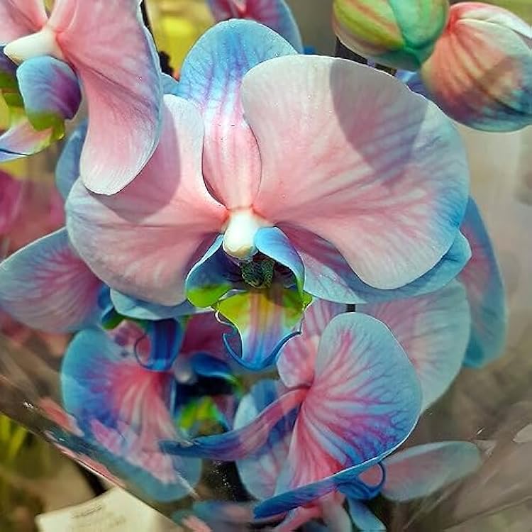 Blue Pink Phalaenopsis Orchid Flower Seeds for Planting Fragrant Blossoms Heirloom & GMO Free Seeds for Home Garden
 
 Sale