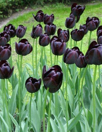 California Poppy Flower Tulip Black Seeds for Planting - Elegant Purple Tulip Flower Seeds for Stunning Gardens Planting Seeds - 1 pcs