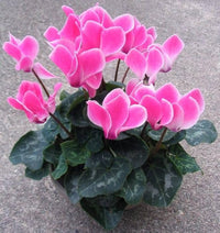 Baby Pink Cyclamen Flower seeds for Planting - Pollinator Friendly, Heirloom & GMO Free Seeds for Home Garden