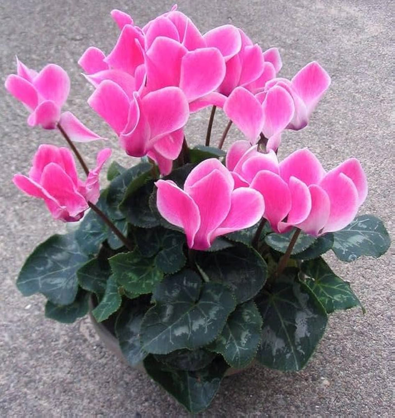 Baby Pink Cyclamen Flower seeds for Planting - Pollinator Friendly, Heirloom & GMO Free Seeds for Home Garden