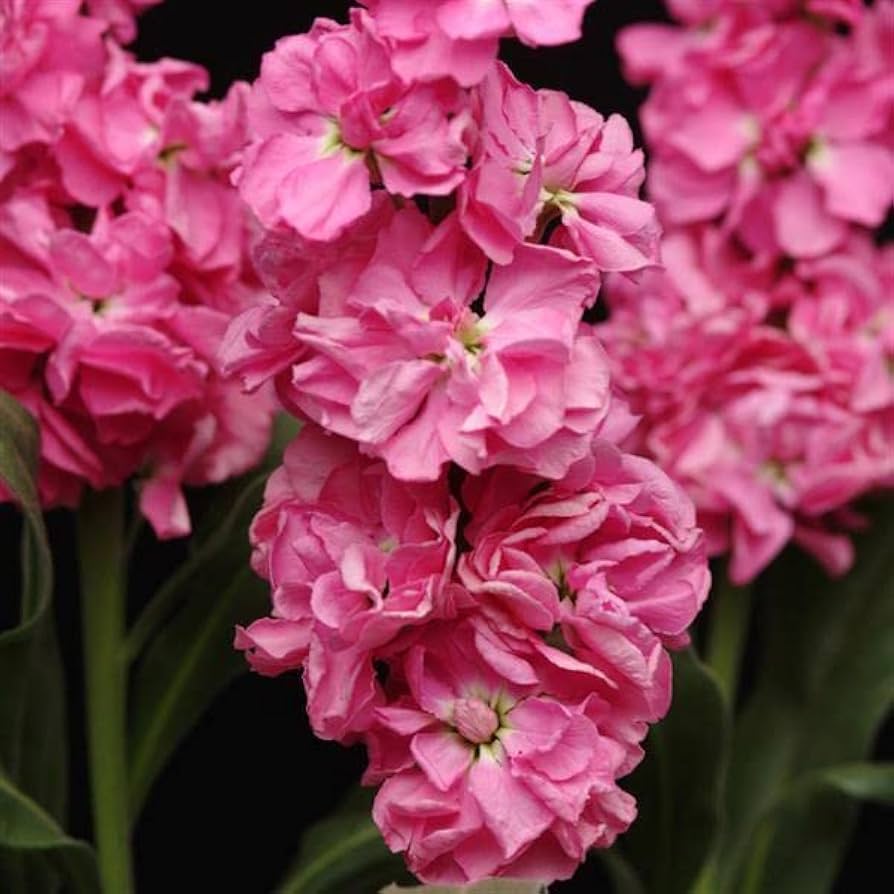 Baby Pink Matthiola Incana Seeds Flower seeds for Planting Premium Quality Heirloom & GMO Free Seeds for Home Garden