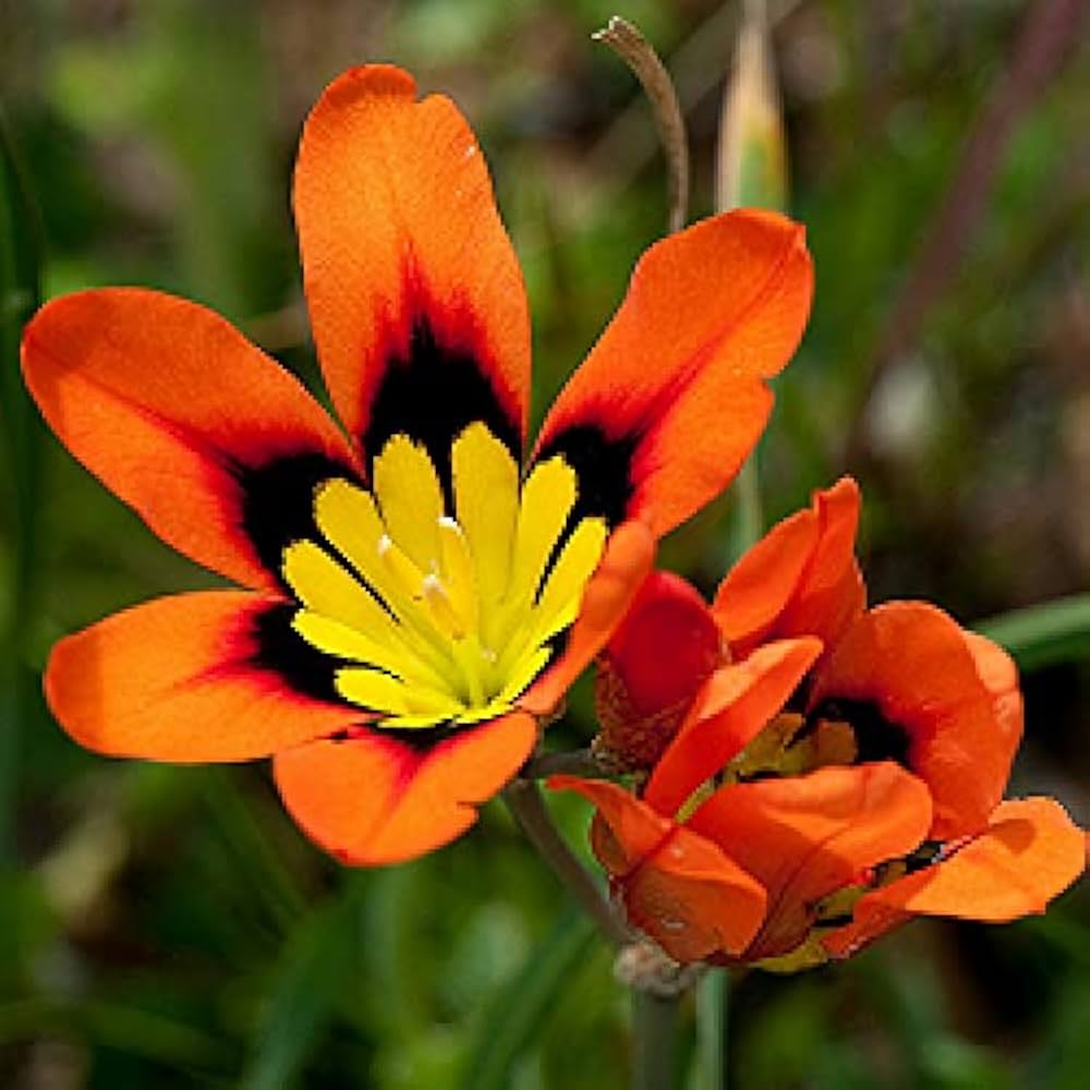 Orange Black Sparaxis Flower seeds for Planting - Cut Flower Favorite, Heirloom & GMO Free Seeds for Home Garden