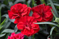 Red Carnation Flower Seeds for Planting Easy to Grow Heirloom & GMO Free Seeds for Home Garden
 
 Sale