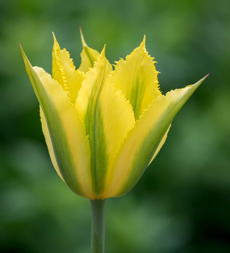 Yellow Green Tulip Flower seeds for Planting - Cottage Garden Essential, Heirloom & GMO Free Seeds for Home Garden
Sale for planting in home garden.