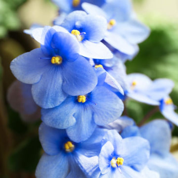 Sky Blue Saintpaulia Flower seeds for Planting - Easy to Grow, Heirloom & GMO Free Seeds for Home Garden