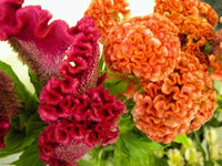 Cockscomb Seeds (Celosia) for Beautiful, Curly Blooms