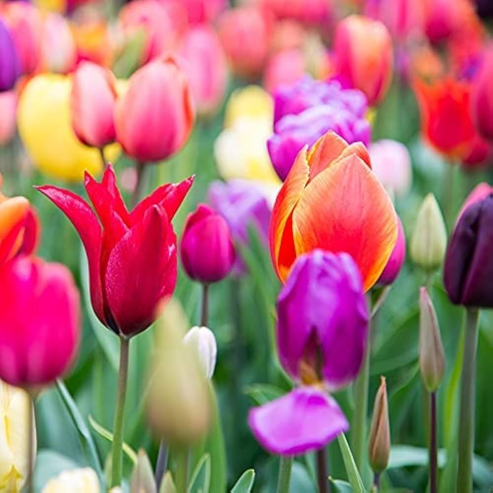 Rainbow Tulip Flower seeds for Planting Premium Quality Heirloom & GMO Free Seeds for Home Garden