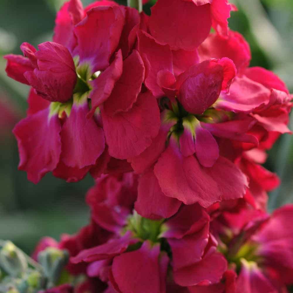 Maroon Matthiola Incana Flower seeds for Planting - Long Bloom Season, Heirloom & GMO Free Seeds for Home Garden
 
 Sale for planting in home garden.