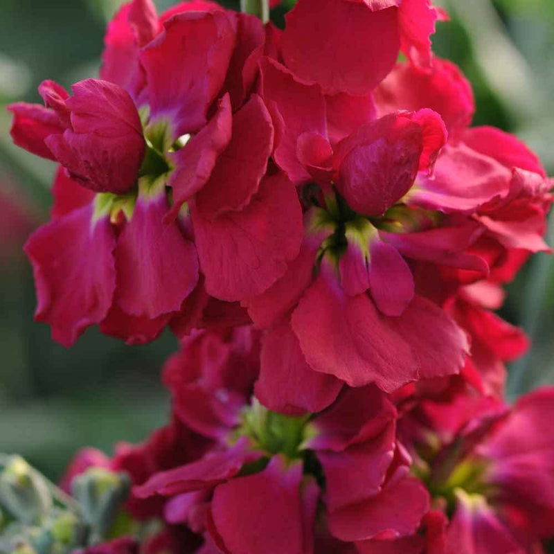 Maroon Matthiola Incana Flower seeds for Planting - Long Bloom Season, Heirloom & GMO Free Seeds for Home Garden
 
 Sale for planting in home garden.