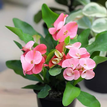 Pink Euphorbia Flower seeds for Planting - Compact Growth, Heirloom & GMO Free Seeds for Home Garden