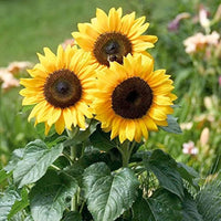 Yellow Rotundifolia Flower Seeds for Planting  Ideal for Brightening Gardens with Vibrant Blooms