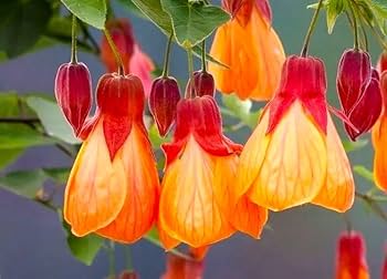 Yellow Red Abutilon Flower seeds for Planting - Low Maintenance, Heirloom & GMO Free Seeds for Home Garden